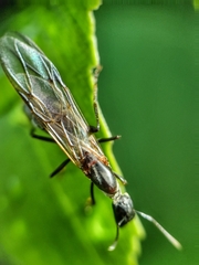 Colobopsis
