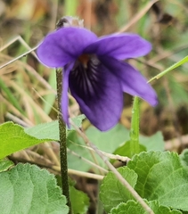 Viola