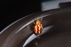 Calvia quadrivittata