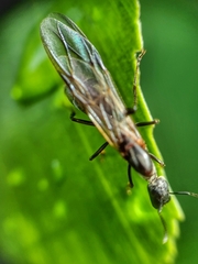 Colobopsis