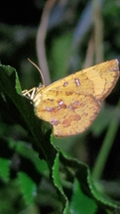 Callidula attenuata