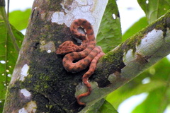 Bothriechis schlegelii