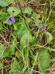 Viola