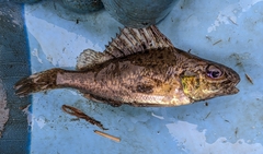 Gymnocephalus cernua