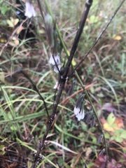 Nabalus autumnalis