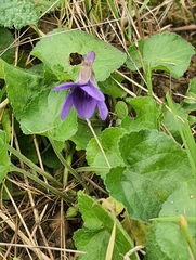 Viola
