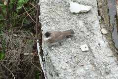 Pycnonotus xanthorrhous