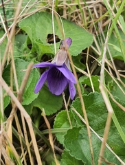 Viola