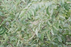 Phylloscopus
