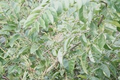 Phylloscopus