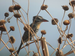 Nystalus maculatus