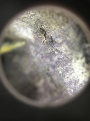 Megabunus diadema