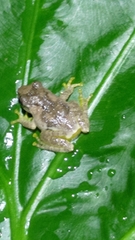 Kurixalus eiffingeri