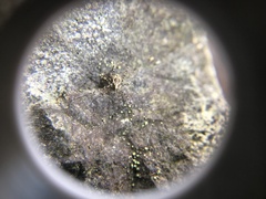 Megabunus diadema