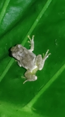 Kurixalus eiffingeri