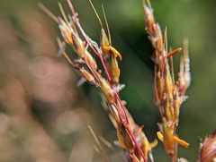 Sorghastrum nutans