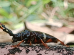 Trachyderes