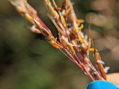 Sorghastrum nutans