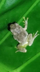 Kurixalus eiffingeri