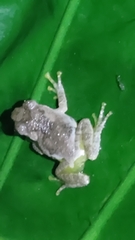 Kurixalus eiffingeri