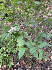 Lonicera