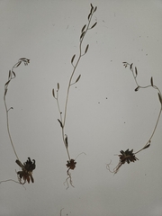 Tomostima cuneifolia