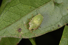 Acanthosoma asahinai