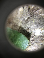 Megabunus diadema