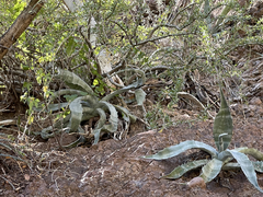 Agave sobria sobria