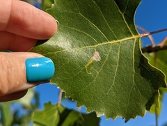 Stigmella populetorum