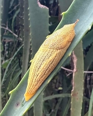 Elisolimax flavescens