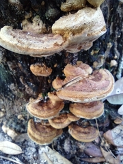Ganoderma zonatum