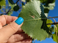 Stigmella populetorum