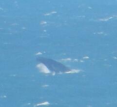 Megaptera novaeangliae australis