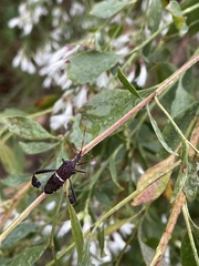 Leptoglossus phyllopus