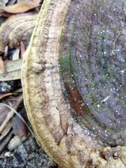 Ganoderma zonatum