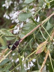 Leptoglossus phyllopus