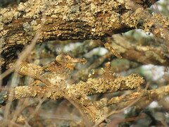 Nystalus maculatus