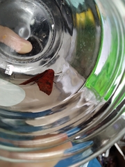 Lepidoptera