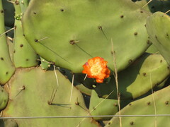 Opuntia quimilo