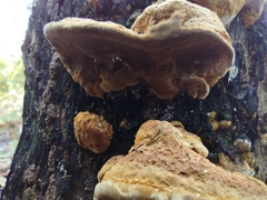 Ganoderma zonatum