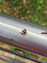 Supputius cincticeps