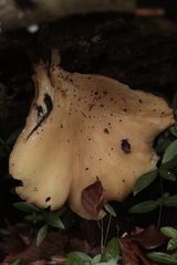 Crepidotus calolepis