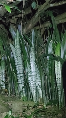 Sansevieria trifasciata