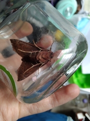 Lepidoptera