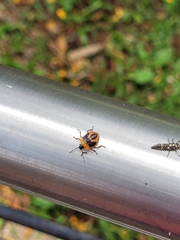 Supputius cincticeps