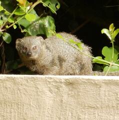 Herpestes pulverulentus