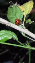 Harmonia dimidiata