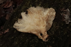Crepidotus calolepis