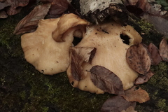 Crepidotus calolepis